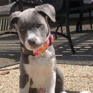 Meet your Posher, Ella